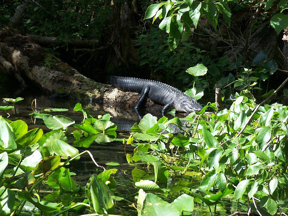 Alligator resting along the Silver River