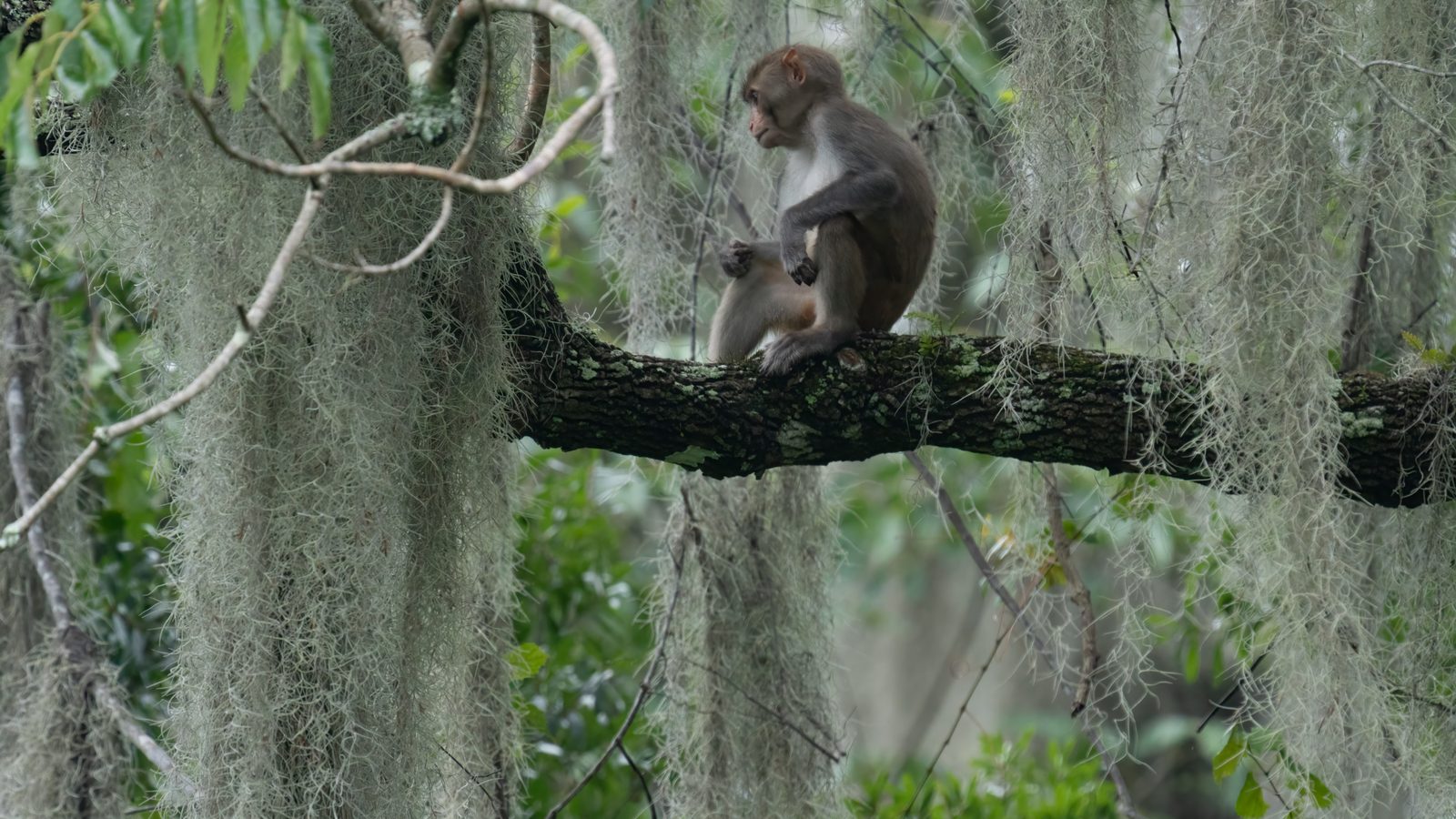 Wild rhesus macaque in a tree at Silver Springs