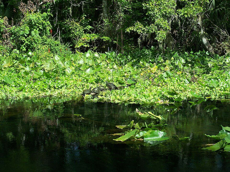 Turtles on the Silver River
