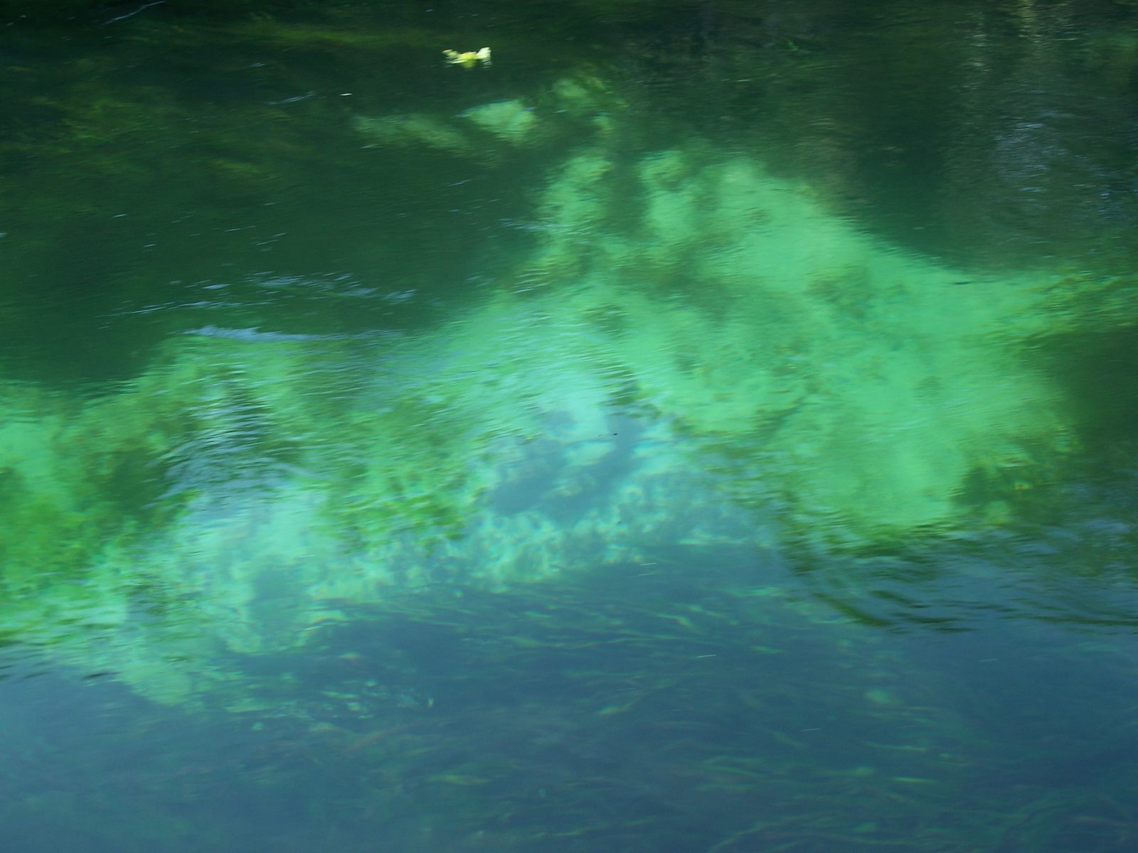 Clear underwater view into the Silver River